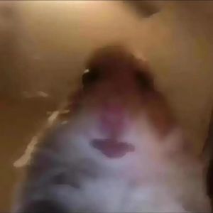 Meet your Posher, Mia